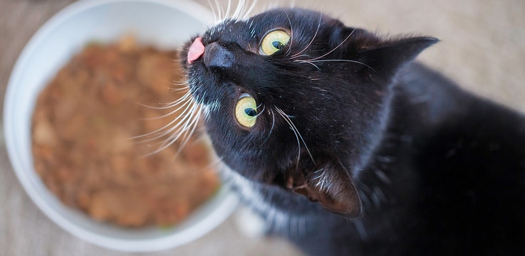 Black cat looking up from food