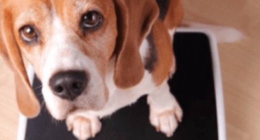 Beagle standing on a scale