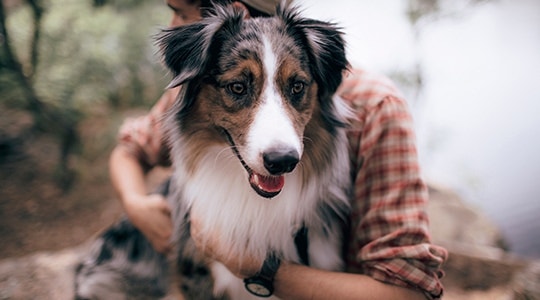 Australian Shepherd sitting outdoors with its owner on a trail