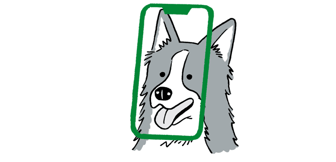 How NOSEiD Rescues Dogs