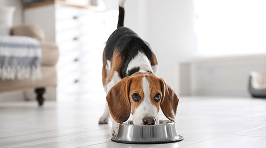 customizing dog menu hero