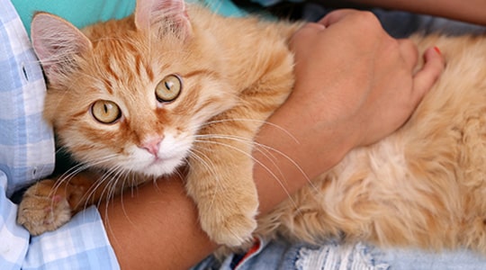 Are You Ready to Adopt a Cat? Here’s Everything You Need to Know