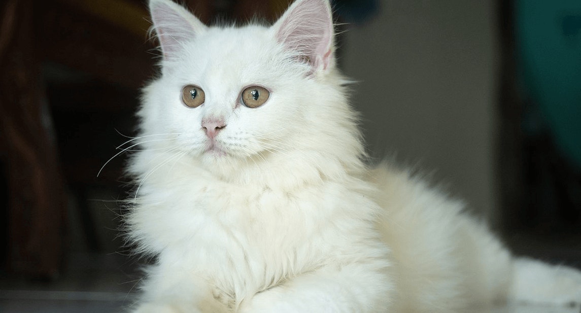 Senior Cat Nutrition Facts and Fixes — IAMS™