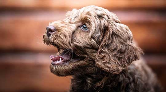 closeup-brown-puppy