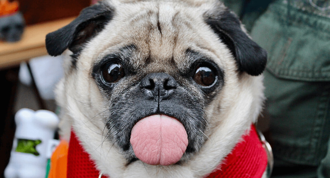 my-small-breed-dog-overweight-mob-new