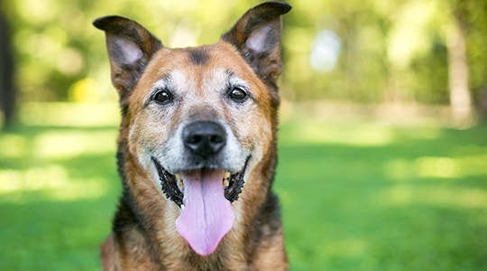 senior-dog-medium-site