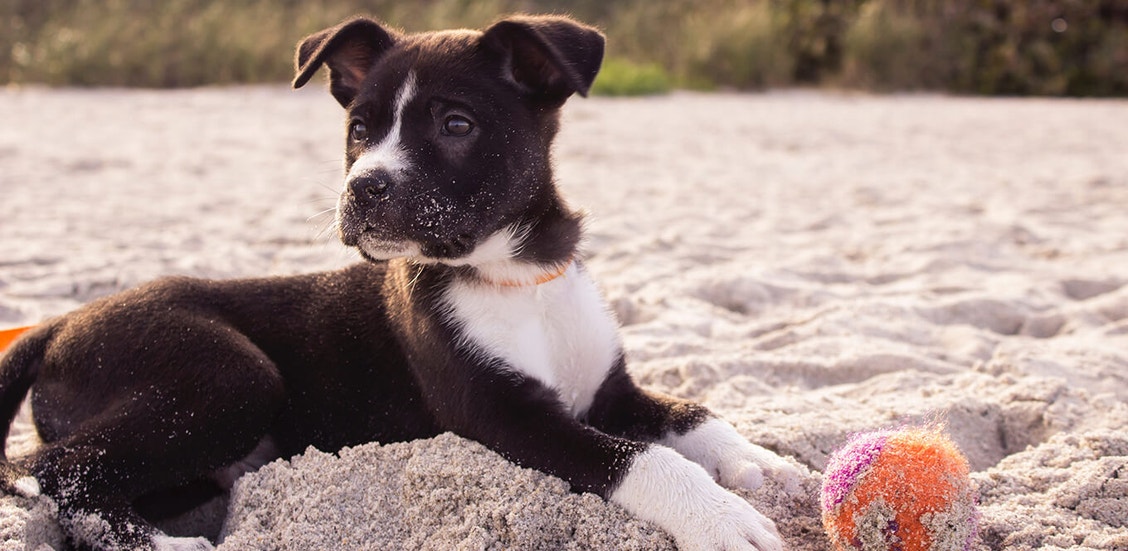 article_puppy-basics-feeding-tips-for-the-first-6-months_inset