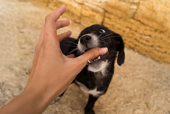 black puppy biting