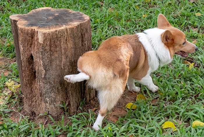 corgi lifting leg on tree