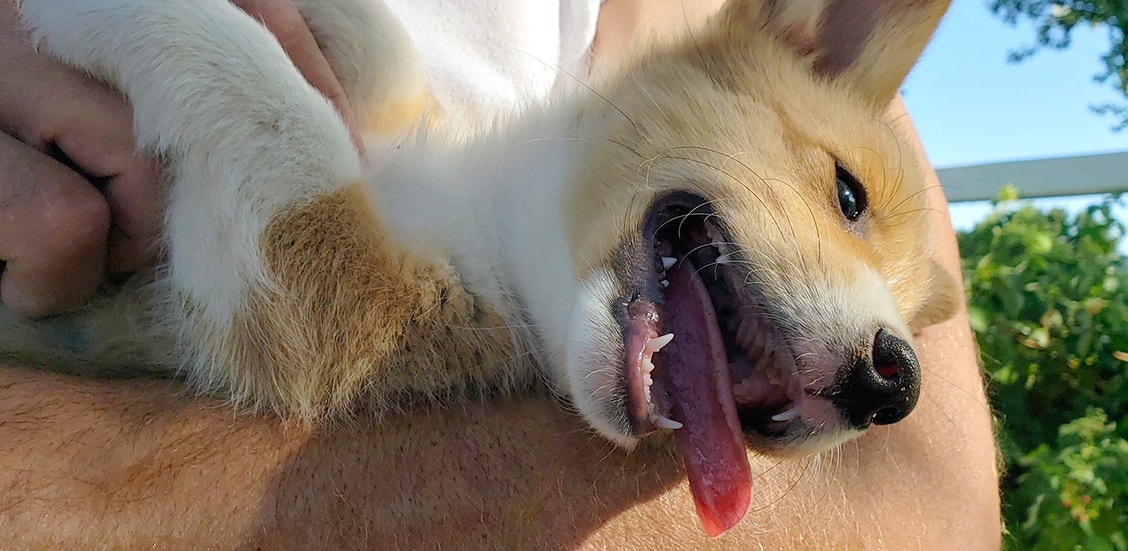 train your puppy