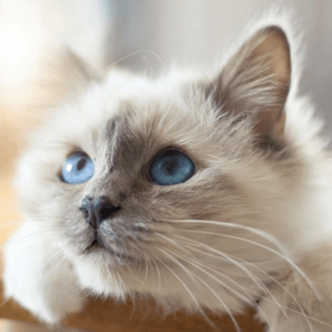 Cat Owner Tips & Cat Advice from IAMS