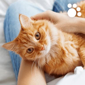 ginger cat laying in the lap of its cat owner in bed being pet, looking very comfortable