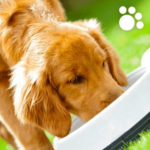 ginger puppy dog licking water out of a bowl, outside in the grass