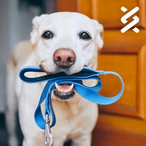 biege large breed dog looking happy with ears back, blue leash in mouth, ready for a walk