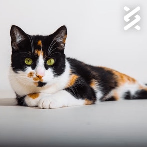 black, ginger and white cat laying on the ground