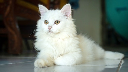 Cat-Food_Flexible-Framer-Cat-Resources-Image-2_