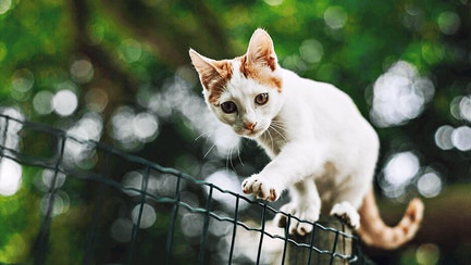 Cat-Food_Flexible-Framer-Cat-Resources-Image-3_