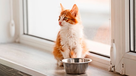 cat article