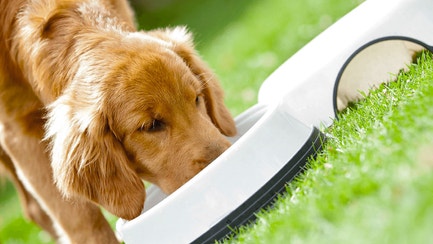 Dog-Food_Flexible-Framer-Dog-Resources