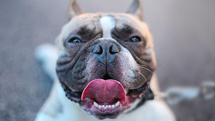 Dog-Food_Flexible-Framer-Dog-Resources