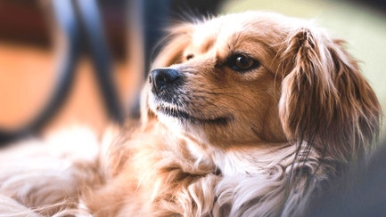 homepage dog article