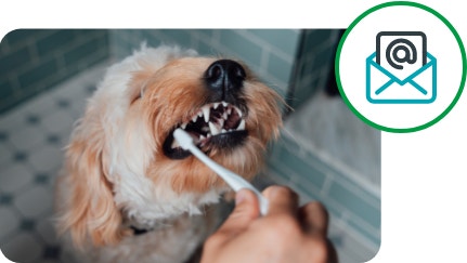 long hair, medium breed dog getting their teeth brushed in bathroom, plus email newletter icon in green circle