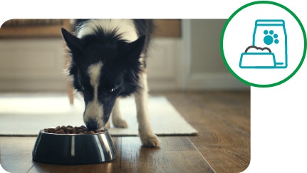 large black and white dog eating dog food from silver dog food bowl on kitchen floor, plus a dog food icon