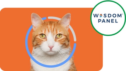 orange background behind a ginger/orange and white cat sitting, looking forward, plus Wisdom Panel logo in green circle icon