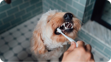 How to Take Care of a Puppy