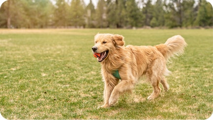 IAMS Is Your Puppy Ready For Adult Dog Food?