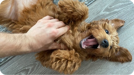 IAMS Tips for Your Teething Puppy