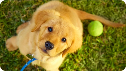 The Big Day: Puppy’s First Vet Visit