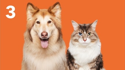 orange background with number 3, a large breed fluffy dog sitting next to a multi color cat