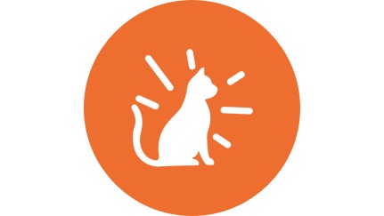orange icon of cat with healthy skin and coat