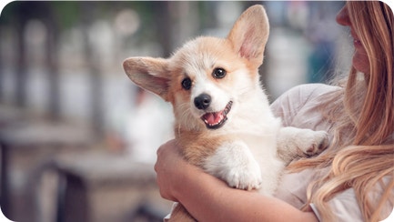 What to know When You Bring Your Puppy Home 