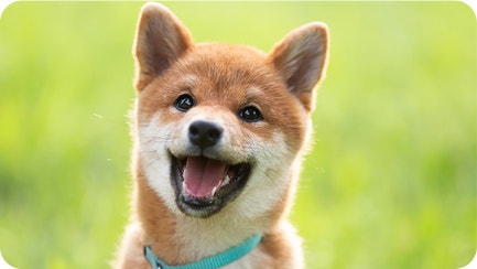 Puppy Care Guide: Keeping your Puppy Healthy 