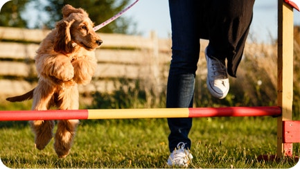 IAMS Train Your Puppy Like a Pro