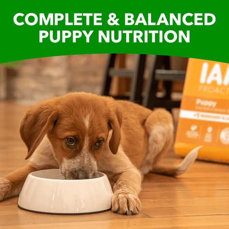 IAMS™ PUPPY image 1