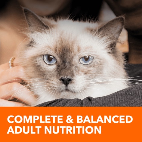 IAMS™ HEALTHY ENJOYMENT™ DRY CAT CHICKEN & SALMON image 1
