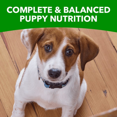 IAMS™ PUPPY SMALL BREED image 1