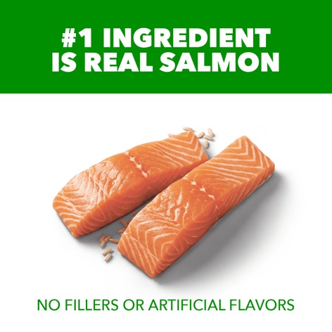 Proactive Health Sensitive Skin & Stomach Adult Dry Dog Food Salmon image 1