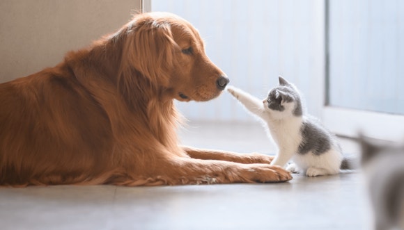 cat and dog both featured img