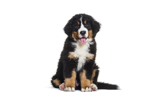 puppy