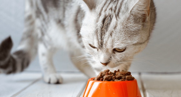 White cat eating a bowl of quality cat food 