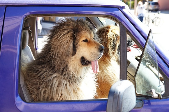 Two large dogs sitting in a purple van