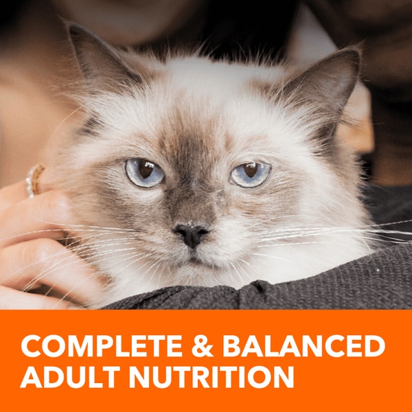 IAMS™ HEALTHY ENJOYMENT™ DRY CAT CHICKEN & SALMON image 4