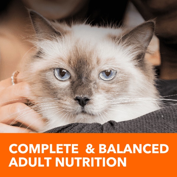 IAMS™ PROACTIVE HEALTH™ HEALTHY ADULT WITH CHICKEN image 4