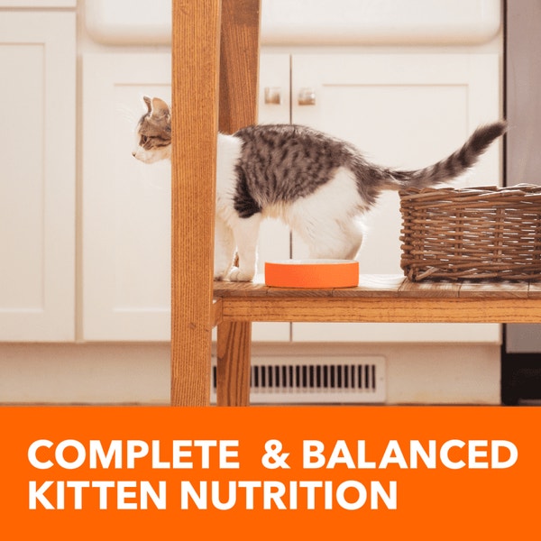 IAMS™ PROACTIVE HEALTH™ HEALTHY KITTEN image 4