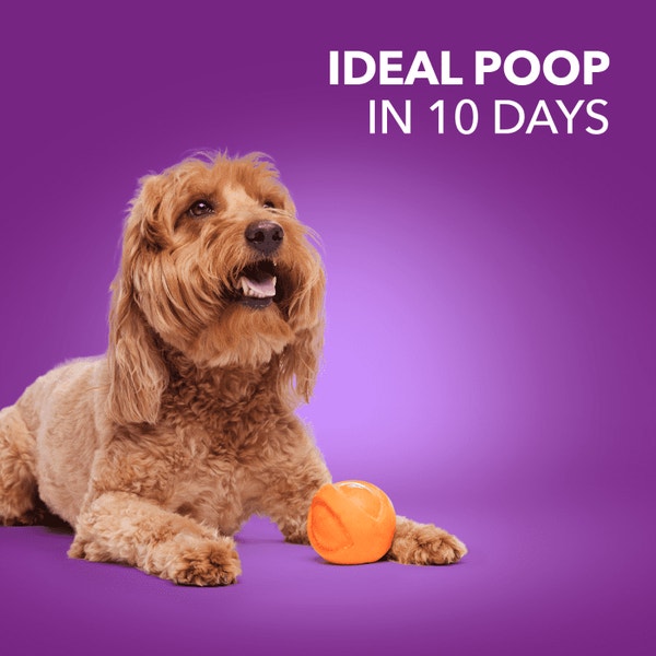 IAMS™ ADVANCED HEALTH™ HEALTHY DIGESTION image 5