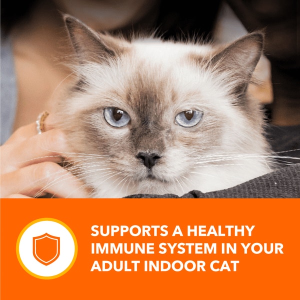 IAMS™ PERFECT PORTIONS™ INDOOR  CUTS IN GRAVY VARIETY PACK- TUNA RECIPE & SALMON RECIPE 12CT image 3